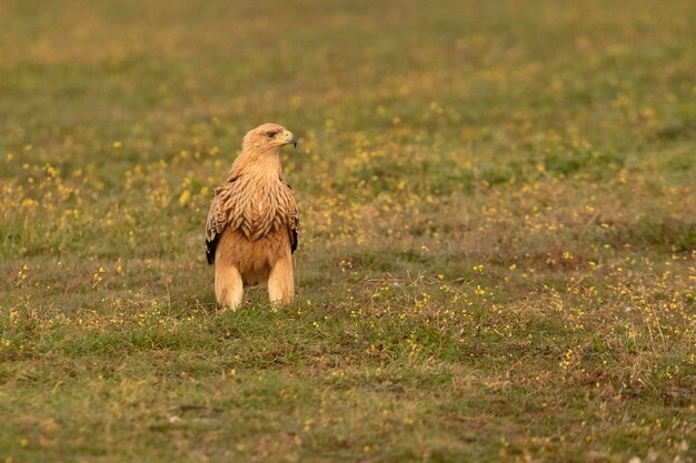 Giovane aquila imperiale spagnola con le luci dell'alba di una fredda giornata invernale