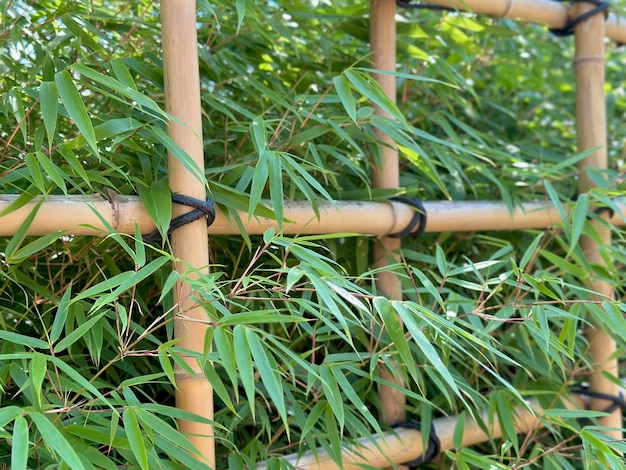 Giovane bambù verde in un giardino giapponese Progettazione architettonica giapponese