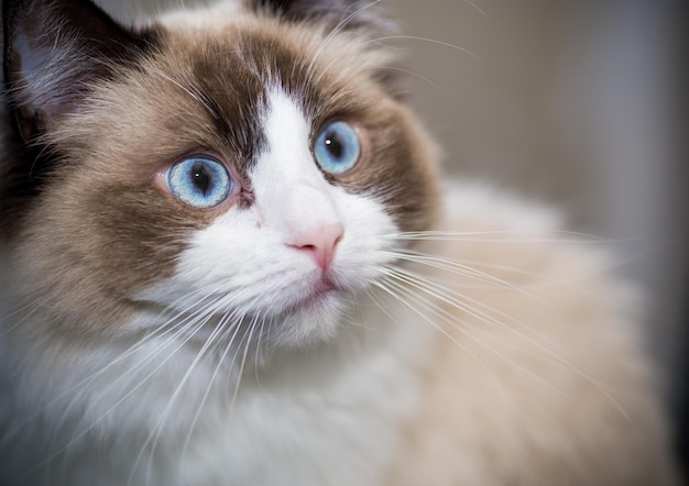 Giovane bellissimo gatto Ragdoll di razza pura a casa