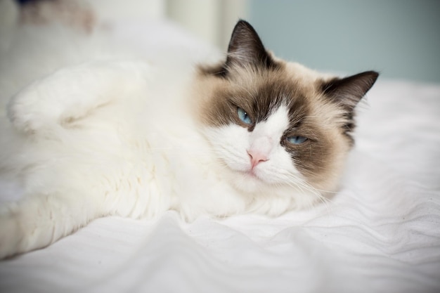 Giovane bello gatto Ragdoll di razza sana sul letto