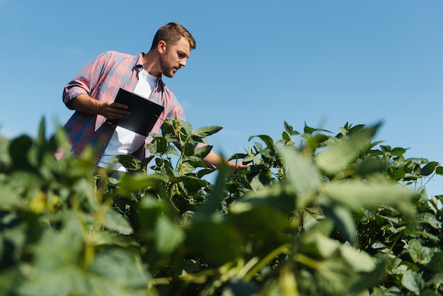 Giovane bello ingegnere agricolo sul campo di soia con tablet in mano all'inizio dell'estate