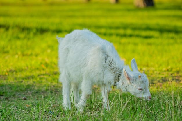 Giovane bianco solitario goatling