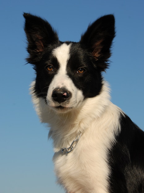 Giovane border collie