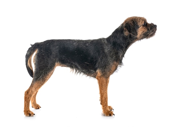 Giovane border terrier