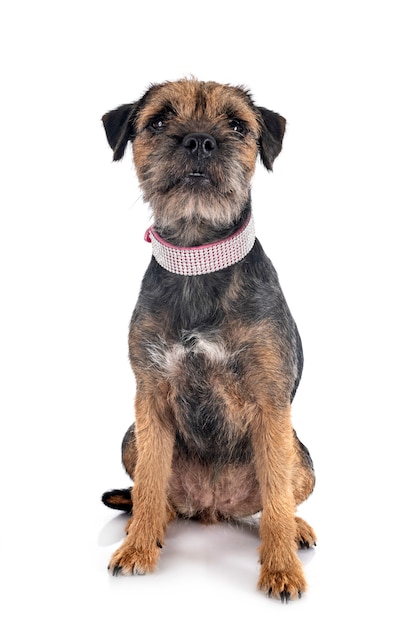 Giovane border terrier