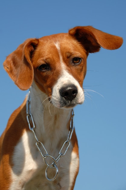 Giovane Bretagna Spaniel