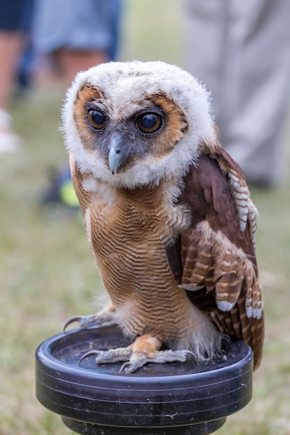 Giovane Brown Spotted Owl all'aperto