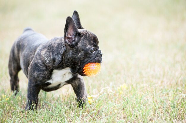 Giovane bulldog francese che gioca con la palla sull'erba