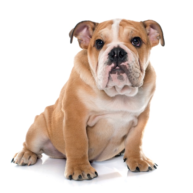 giovane bulldog inglese