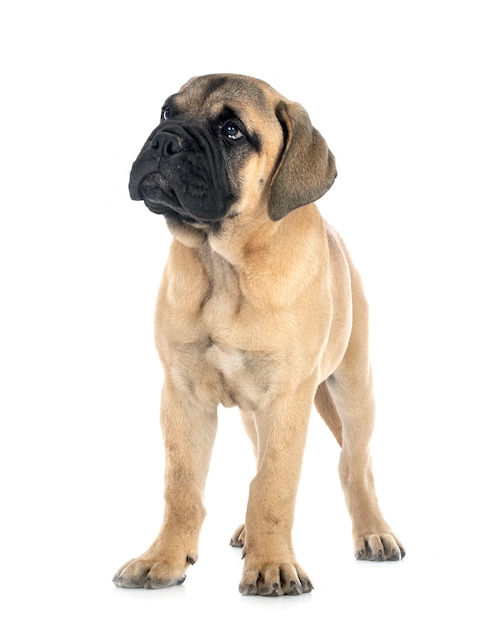 Giovane bullmastiff davanti a fondo bianco