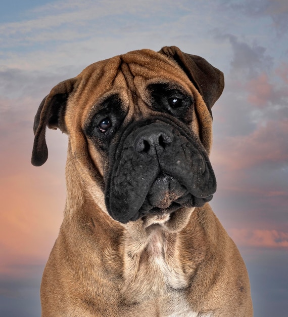 Giovane bullmastiff davanti allo sfondo del sole