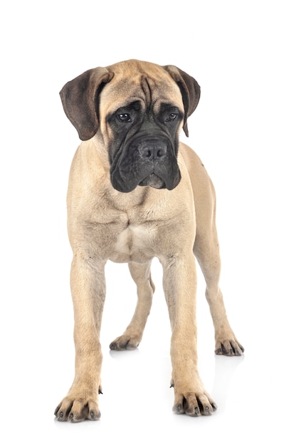 Giovane bullmastiff in studio