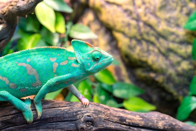 Giovane camaleonte verde. Habitat naturale. Animale domestico carino. Fauna della natura.