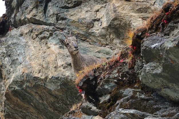 Giovane camoscio marrone nella riserva nazionale di Yading