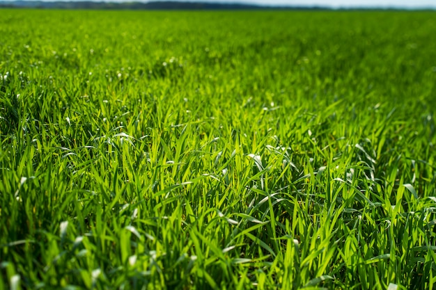 Giovane campo di grano al sole