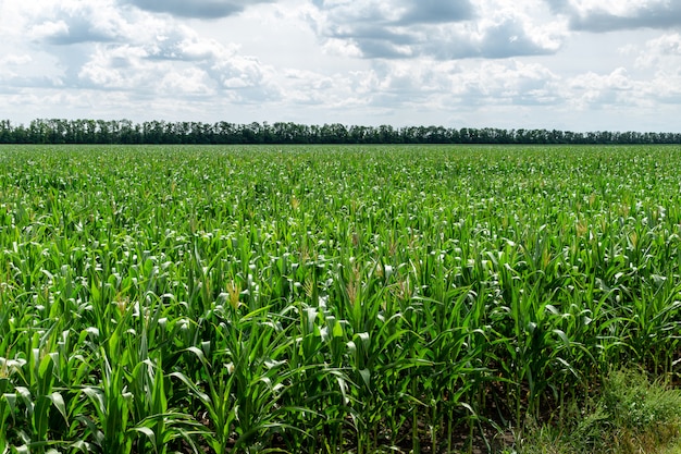 Giovane campo di grano fresco che cresce, agricoltura che coltiva concetto di agronomia di economia rurale