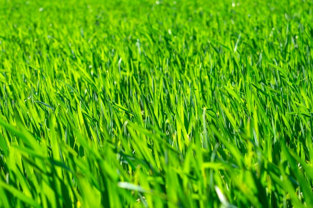 Giovane campo di grano in primavera, piantine che crescono in un terreno