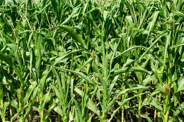 Giovane campo di grano verde fresco