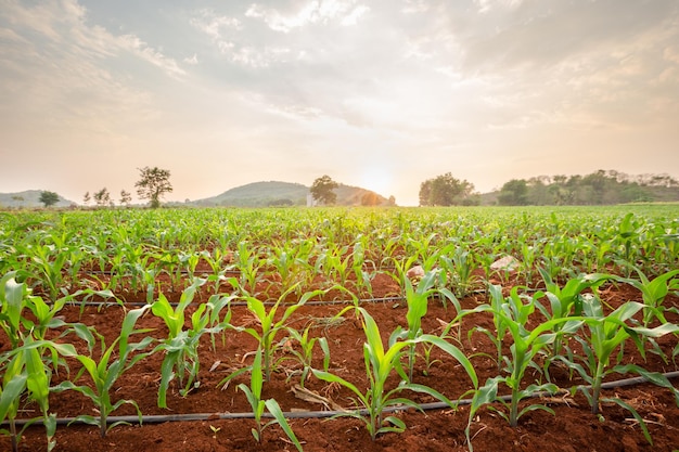 Giovane campo di mais con sistema di gocciolamento dell'acqua al tramonto