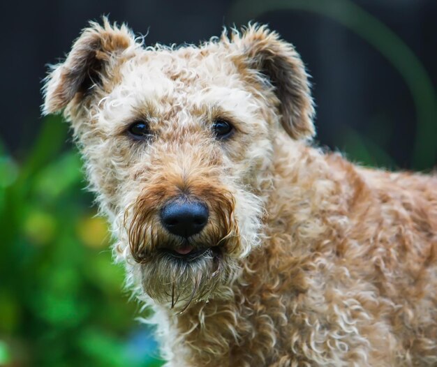 Giovane cane attivo all'aperto su sfondo verde erba estiva.