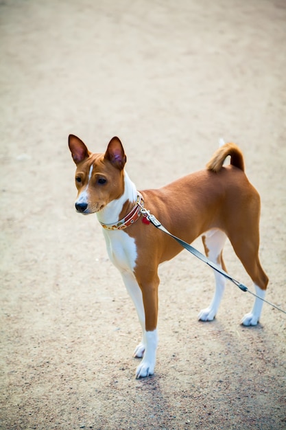 Giovane cane basenji che gioca all'aperto