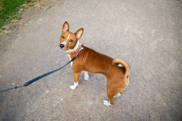 Giovane cane basenji che gioca all'aperto