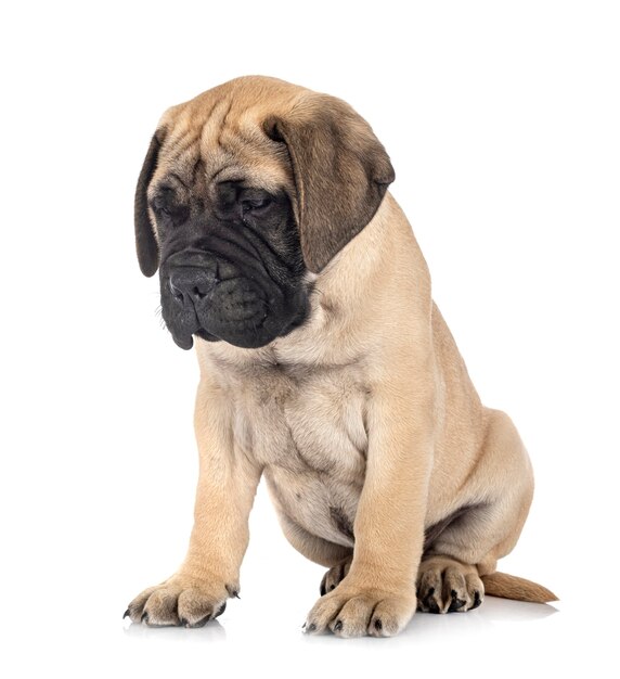 Giovane cane bullmastiff