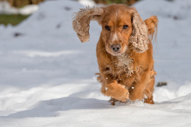 Giovane cane cocker spaniel che ti guarda mentre giochi sulla neve