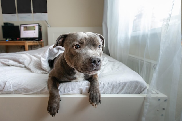 Giovane cane concentrato di amstaff che guarda l'obbiettivo mentre riposa sul letto sotto la coperta in appartamento