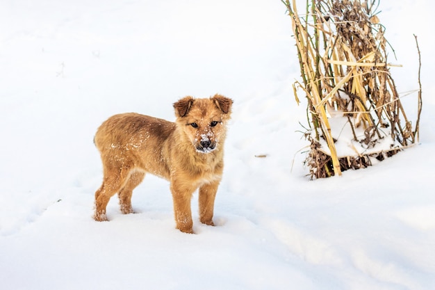 Giovane cane dai capelli rossi nella neve vicino a un cespuglio secco