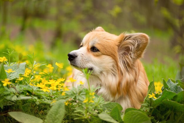 Giovane cane femmina Corgi nella foresta primaverile Primo piano Ritratto di simpatico cane Corgi lanuginoso in un paesaggio naturale primaverile