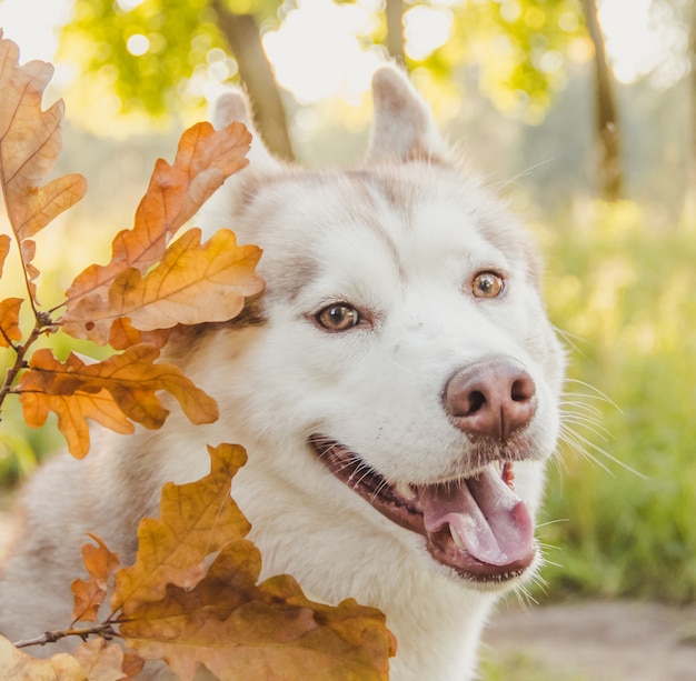 Giovane cane husky nel parco in autunno