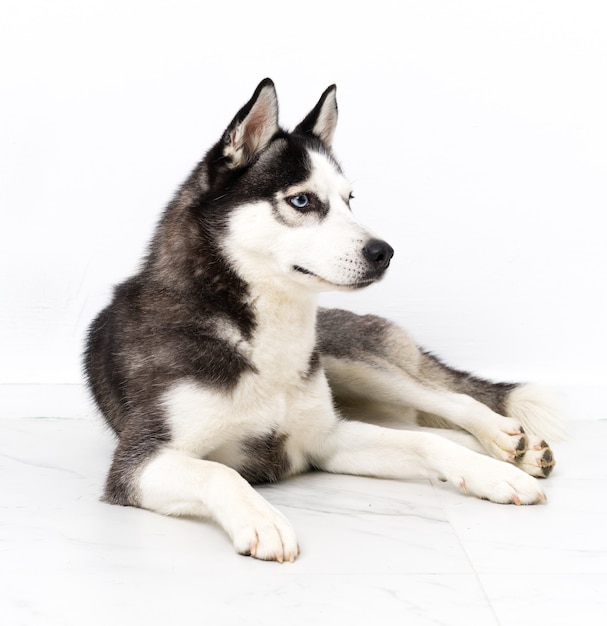 Giovane cane husky sopra il muro bianco