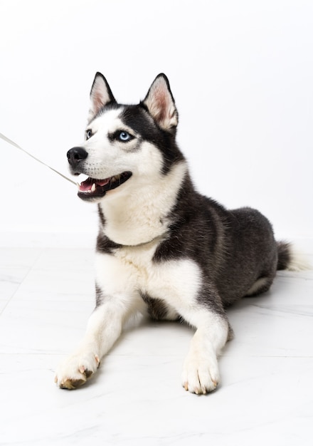 Giovane cane husky sul muro bianco