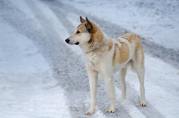 Giovane cane in una giornata invernale in un giardino. Cane bastardo che gioca nella neve. Ritratto di cane all'aperto in inverno.