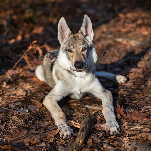 Giovane cane nella foresta autunnale