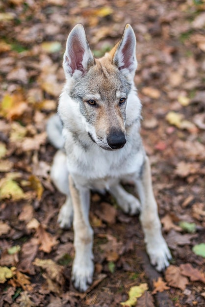 Giovane cane nella foresta autunnale