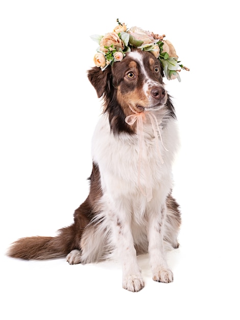 Giovane cane pastore australiano con una corona di fiori su bianco
