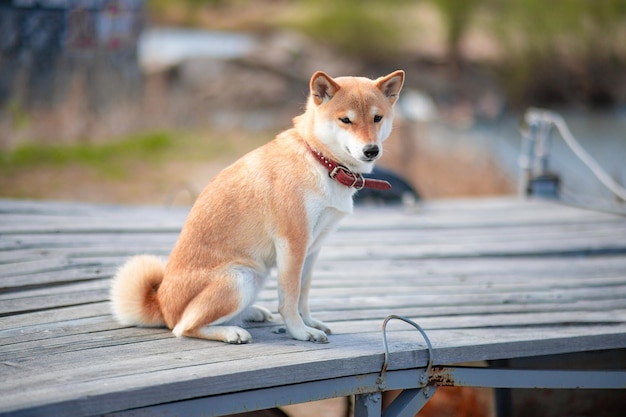 Giovane cane rosso shiba inu con un collare rosso seduto su un molo di legno sullo sfondo del fiume