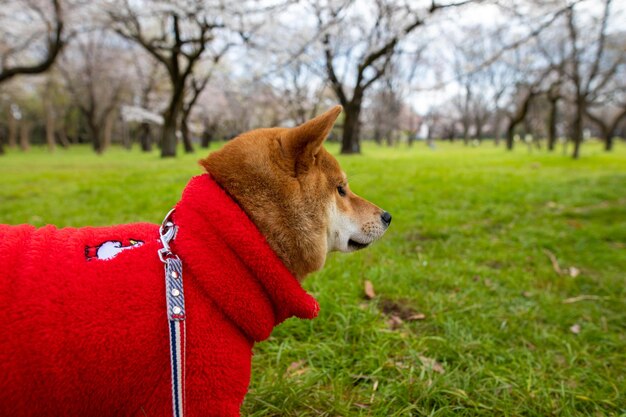 Giovane cane shiba inu in un maglione rosso su uno sfondo di albero in piedi di erba verde