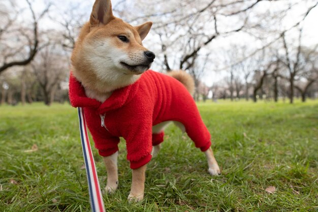 Giovane cane shiba inu in un maglione rosso su uno sfondo di albero in piedi di erba verde