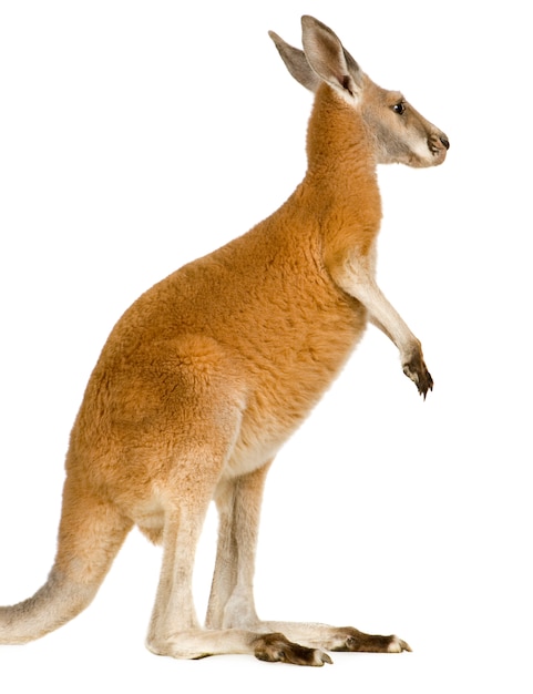 Giovane canguro rosso (9 mesi) - Macropus rufus isolato