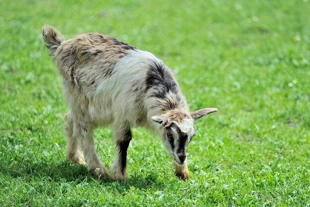 Giovane capra al pascolo di erba verde