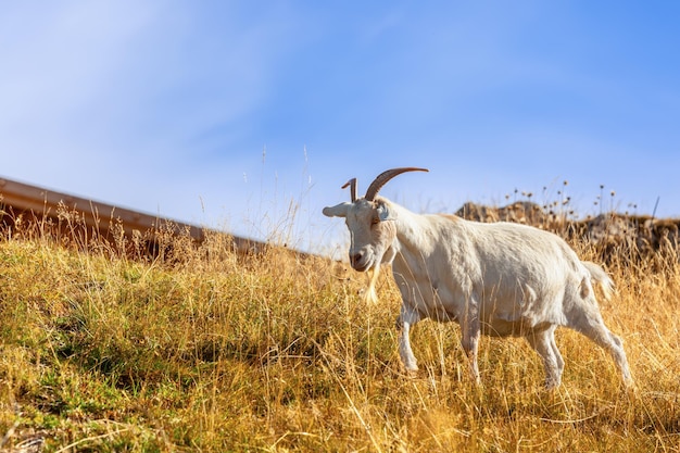 Giovane capra bianca in pascolo autunnale in una bella giornata di sole