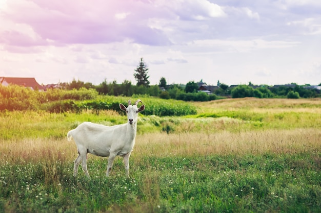 Giovane capra che pasce in un campo verde