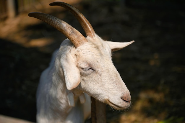 Giovane capra maschio bianca cornuta allevata in stallo