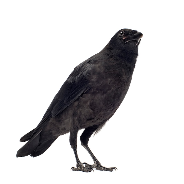 Giovane Carrion Crow, Corvus corone su un bianco isolato