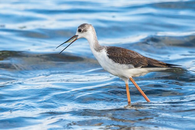 Giovane cavaliere d'Italia che mangia un piccolo pesce nell'Albufera del parco naturale di Valencia