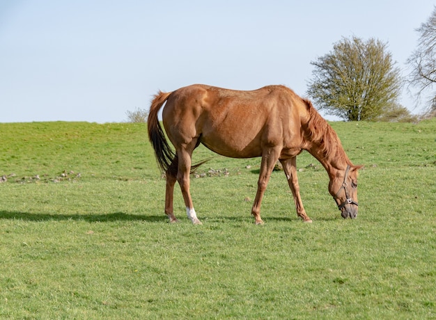 Giovane cavallo al pascolo nel paddock, tempo di primavera.