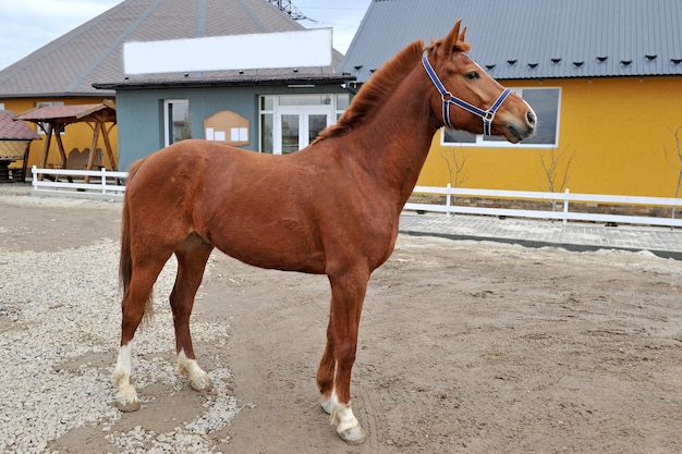 Giovane cavallo di razza in campagna